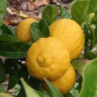 Natural Lemon Plant-thumb1