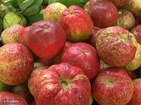 Natural Guava Plant