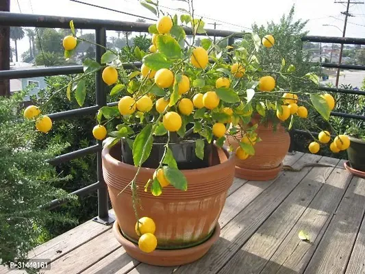 Natural Lemon Plant-thumb0