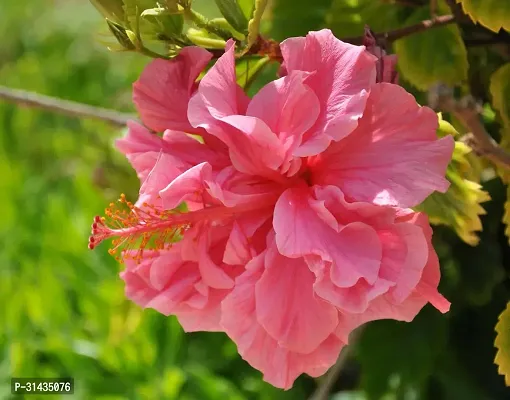 Natural Hibiscus Plant-thumb0