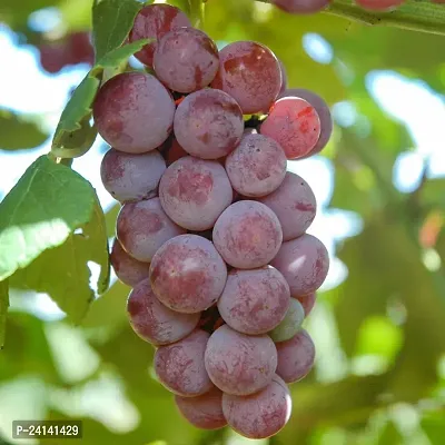 Grapes Plant