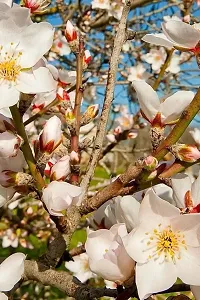 Natural Almond Plant-thumb1