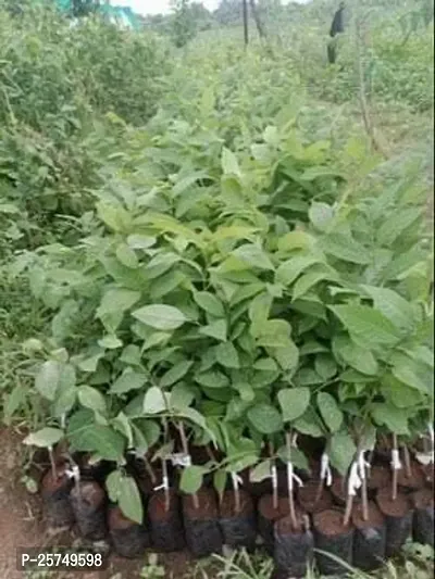 Custard Apple Plant-thumb0