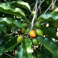 Spanish Cherry Plant-thumb2