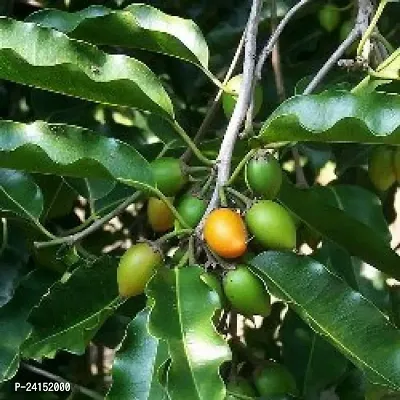 Spanish Cherry Plant-thumb3