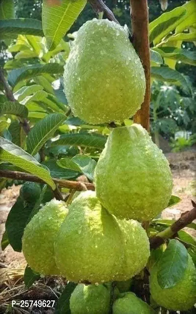 Guava Plant-thumb0