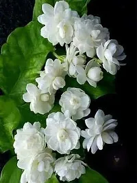 Natural Jasmine Plant-thumb1