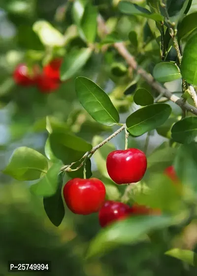 Cherry Fruit Plant