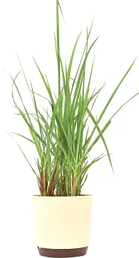 Natural Lemon Grass Plant-thumb1