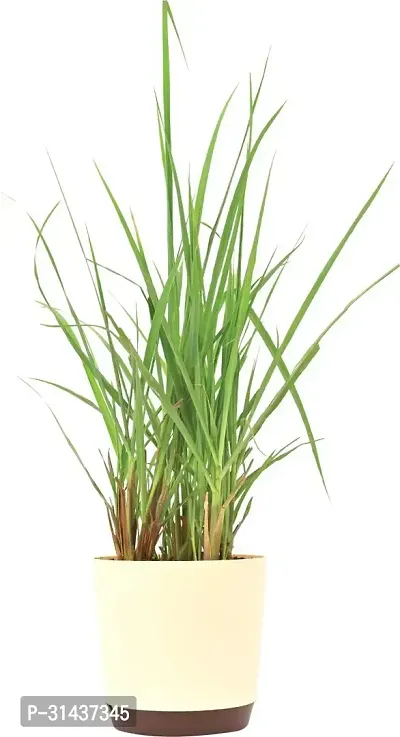 Natural Lemon Grass Plant-thumb2