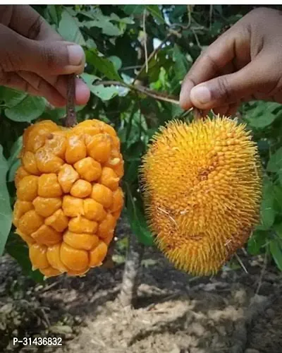 Natural Jack Fruit Plant-thumb0