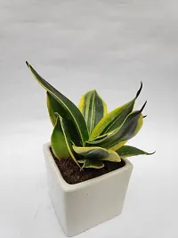 Natural Snake Plant With Pot-thumb1