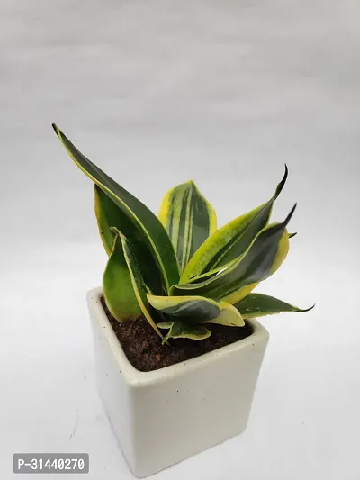 Natural Snake Plant With Pot-thumb2