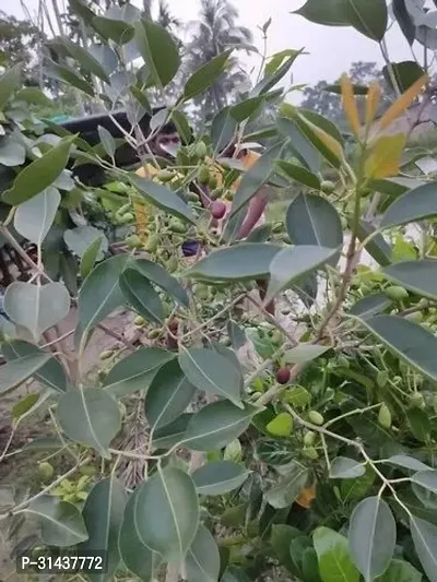 Natural Jamun Plant-thumb2