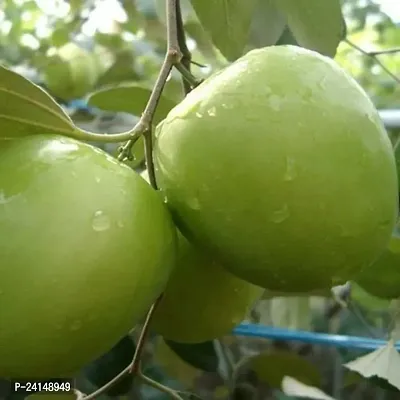 Ber Apple Plant