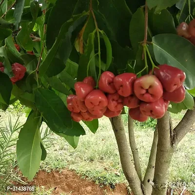 Natural Jamun Plant-thumb0