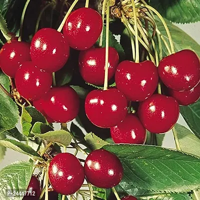 Natural Cherry Fruit Plant-thumb0