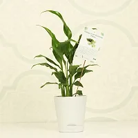 Natural Peace Lily Plant-thumb1