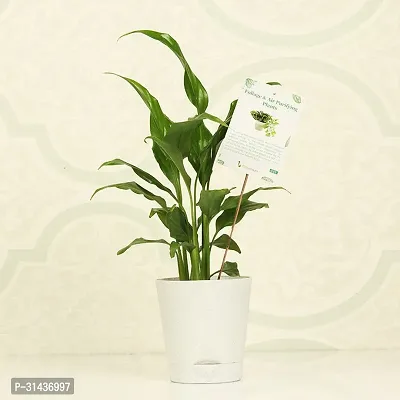 Natural Peace Lily Plant-thumb2