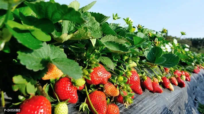 Strawberry Plant