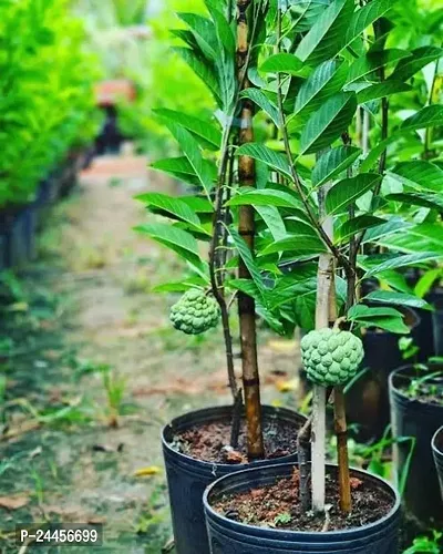 Natural Custard Apple Plant-thumb0