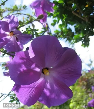 Natural Hibiscus Plant