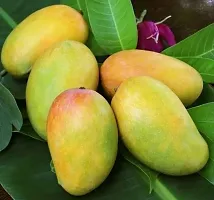 Natural Mango Plant-thumb2