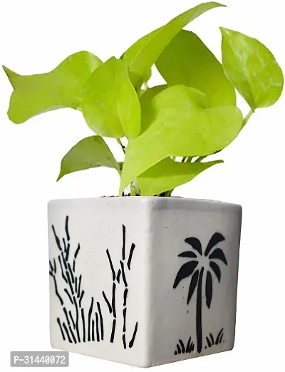 Natural Money Plant-thumb0