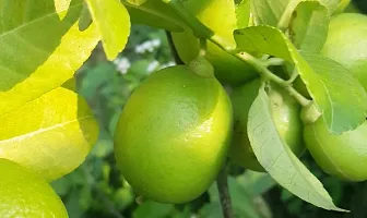 Lemon Plant-thumb2