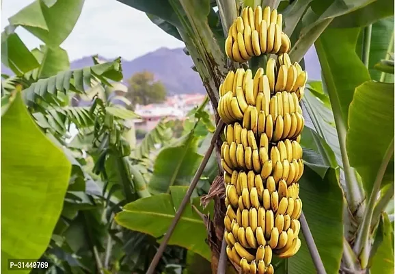 Natural Banana Plant-thumb0