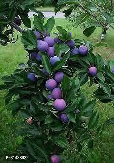 Natural Aloo Bukhara/Plum Plant-thumb2