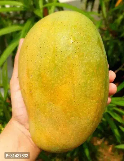 Natural Mango Plant-thumb0