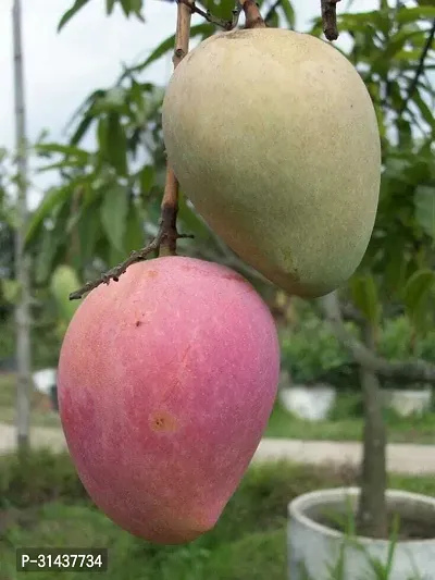 Natural Mango Plant