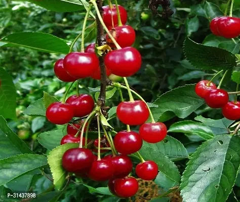 Natural Cherry Fruit Plant-thumb2