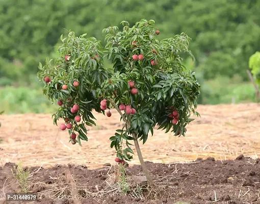 Natural Litchi Plant-thumb0