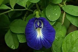 Natural Aparajita/ Butterfly Pea Plant-thumb1