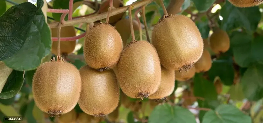 Natural Kiwi Plant