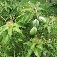 Mango Plant-thumb1