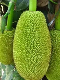 Natural Jack Fruit Plant-thumb2