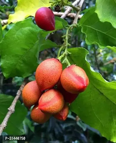 Natural Peanut Plant