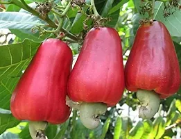 Natural Cashew Plant-thumb1