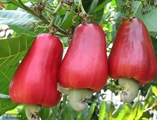 Natural Cashew Plant-thumb2