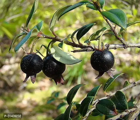 Natural Guava Plant-thumb0