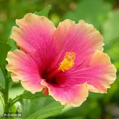 Natural Hibiscus Plant-thumb0