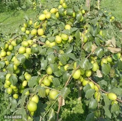 Ber Apple Plant