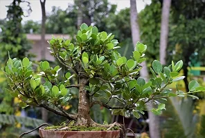 Natural Ficus Bonsai Plant-thumb1