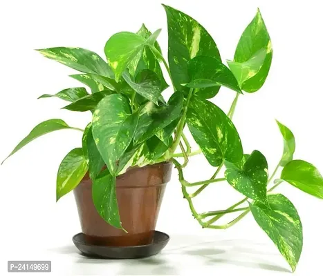 Money Plant