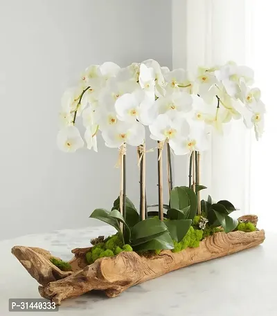 Natural Orchid Plant-thumb0