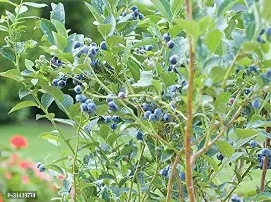 Natural Berry Plant