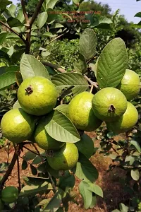 Natural Guava Plant-thumb3